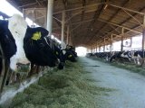 La stalla sociale di San Fortunato di Serra de' Conti
